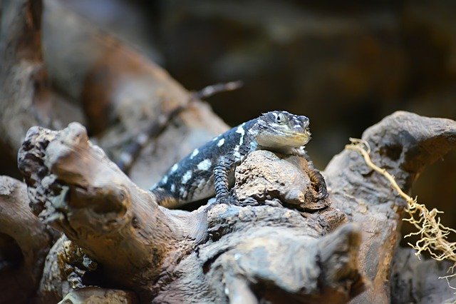 Téléchargement gratuit Lizard Sand Zoo - photo ou image gratuite à éditer avec l'éditeur d'images en ligne GIMP