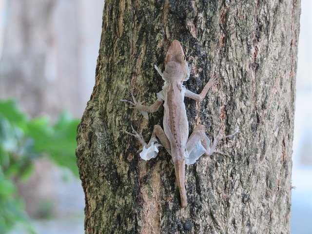 Скачать бесплатно Lizard Shedding - бесплатное фото или изображение для редактирования с помощью онлайн-редактора изображений GIMP