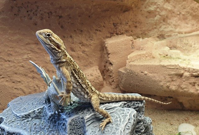 تنزيل مجاني Lizard Skäggagam Pets - صورة مجانية أو صورة ليتم تحريرها باستخدام محرر الصور عبر الإنترنت GIMP