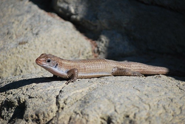 Free download Lizard Skink -  free photo or picture to be edited with GIMP online image editor