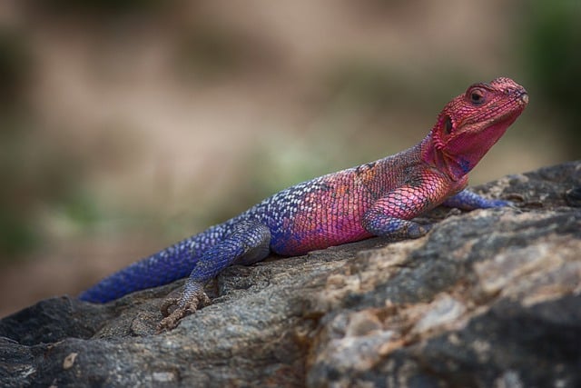 Free download lizard species fauna wildlife free picture to be edited with GIMP free online image editor