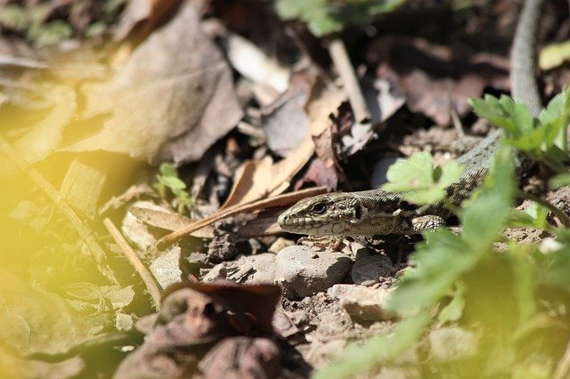 تنزيل Lizard Spring Garden مجانًا - صورة أو صورة مجانية ليتم تحريرها باستخدام محرر الصور عبر الإنترنت GIMP