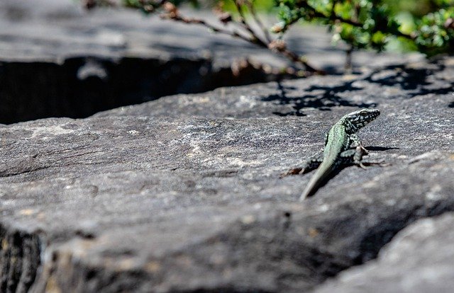 Descărcare gratuită Lizard Stone Reptile - fotografie sau imagini gratuite pentru a fi editate cu editorul de imagini online GIMP