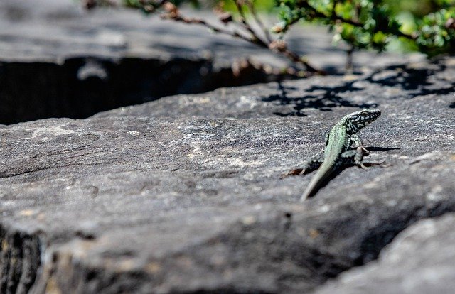 ດາວໂຫລດຟຣີ Lizard Stone Reptile - ຮູບພາບຫຼືຮູບພາບທີ່ບໍ່ເສຍຄ່າເພື່ອແກ້ໄຂດ້ວຍບັນນາທິການຮູບພາບອອນໄລນ໌ GIMP