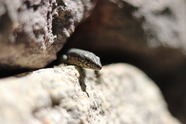 Free download lizard stones wall nature reptile free picture to be edited with GIMP free online image editor