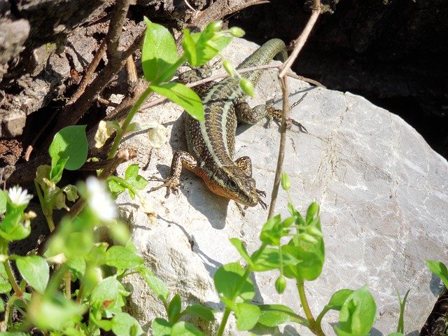 Muat turun percuma Lizard Summer Reptile - foto atau gambar percuma untuk diedit dengan editor imej dalam talian GIMP