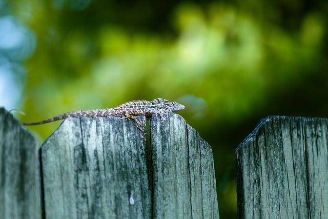 Free download lizard sunny fence tropical nature free picture to be edited with GIMP free online image editor