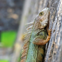 LIZARD Theme  screen for extension Chrome web store in OffiDocs Chromium