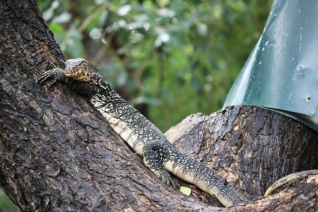 Template Photo Lizard Tree Monitor for OffiDocs