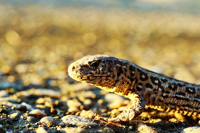 Free download lizard wall lizard nature free picture to be edited with GIMP free online image editor