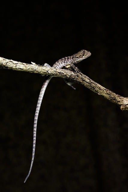 Free download lizard water dragon free picture to be edited with GIMP free online image editor