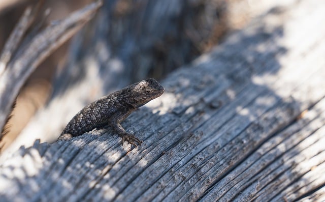 Free download lizard wood tree desert scales free picture to be edited with GIMP free online image editor