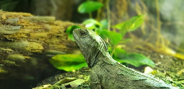 Descarga gratuita Lizard Zoo Tuatara: foto o imagen gratuita para editar con el editor de imágenes en línea GIMP