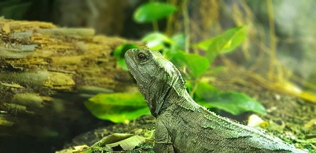 ດາວໂຫລດຟຣີ Lizard Zoo Tuatara - ຮູບພາບຫຼືຮູບພາບທີ່ບໍ່ເສຍຄ່າເພື່ອແກ້ໄຂດ້ວຍບັນນາທິການຮູບພາບອອນໄລນ໌ GIMP