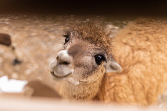Free download llama nature trees park green free picture to be edited with GIMP free online image editor
