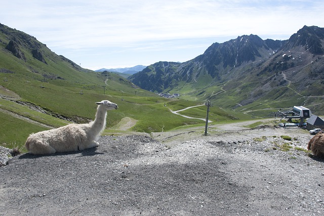 Free download llama sheep camel animal ungulate free picture to be edited with GIMP free online image editor