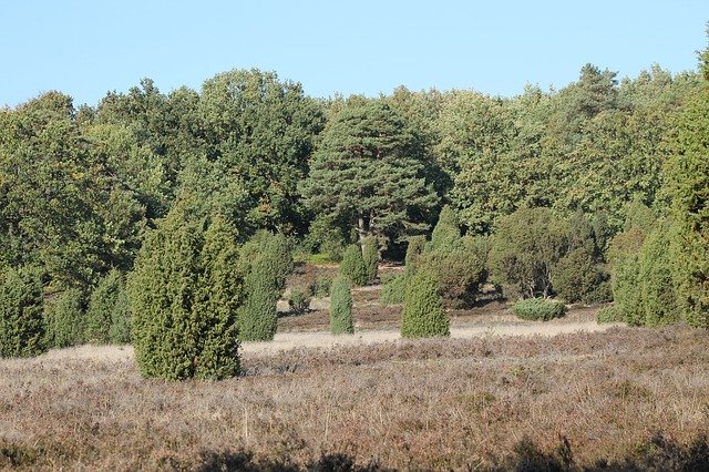 Free download Lüneburg Heath Dry Landscape -  free photo or picture to be edited with GIMP online image editor