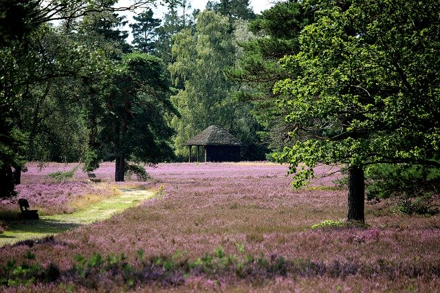 Descărcare gratuită Lüneburg Heath Garden Höpen - fotografie sau imagine gratuită pentru a fi editată cu editorul de imagini online GIMP