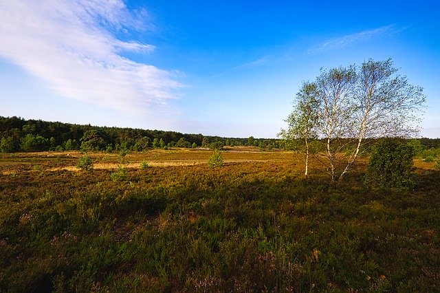 Free download Lüneburg Heath Landscape Heathland -  free photo or picture to be edited with GIMP online image editor