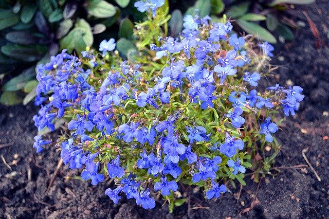 Muat turun percuma Katil Bunga Lobelia Flowers - foto atau gambar percuma untuk diedit dengan editor imej dalam talian GIMP