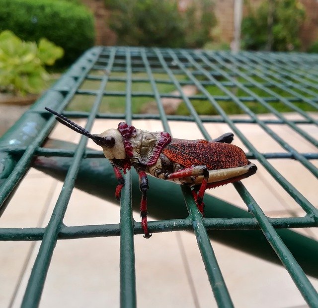 Template Photo Locust Bug Nature -  for OffiDocs