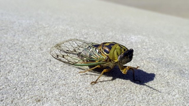 Free download Locust Insect Grasshopper -  free photo or picture to be edited with GIMP online image editor