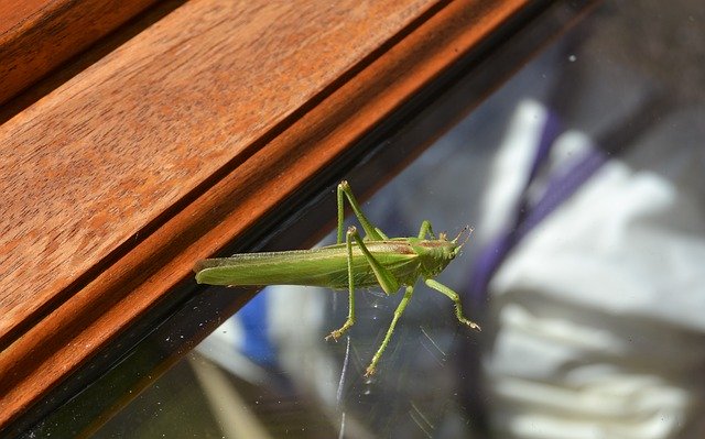 Téléchargement gratuit Locust Insect Green - photo ou image gratuite à éditer avec l'éditeur d'images en ligne GIMP