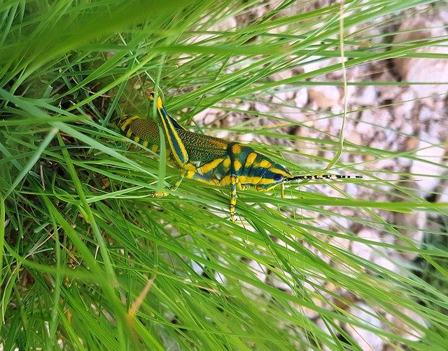 Descărcare gratuită Locust Nature Grasshopper - fotografie sau imagini gratuite pentru a fi editate cu editorul de imagini online GIMP