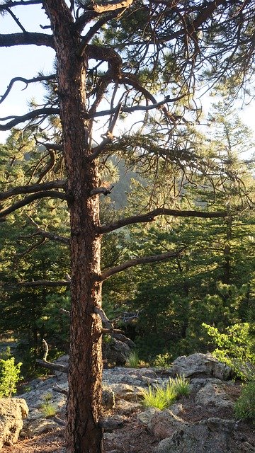Kostenloser Download Lodgepole Pine Colorado Forest - kostenloses Foto oder Bild zur Bearbeitung mit GIMP Online-Bildbearbeitung