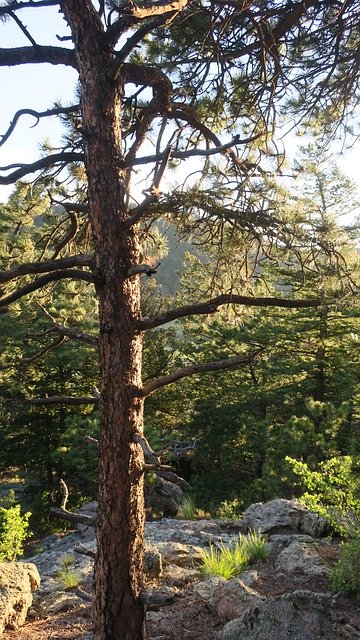 Bezpłatne pobieranie Lodgepole Pine Colorado Forest - bezpłatne zdjęcie lub obraz do edycji za pomocą internetowego edytora obrazów GIMP