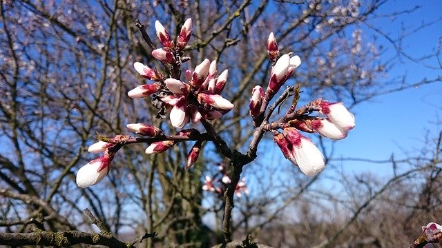 Безкоштовно завантажте Logany Friends Bloom Spring — безкоштовну фотографію чи зображення для редагування за допомогою онлайн-редактора зображень GIMP