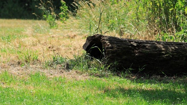 Безкоштовно завантажте Log Glade Nature - безкоштовну фотографію чи зображення для редагування за допомогою онлайн-редактора зображень GIMP