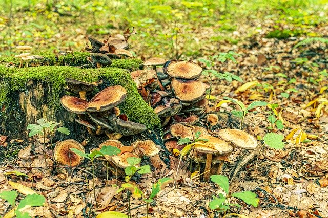 Free picture Log Mushrooms Forest -  to be edited by GIMP free image editor by OffiDocs