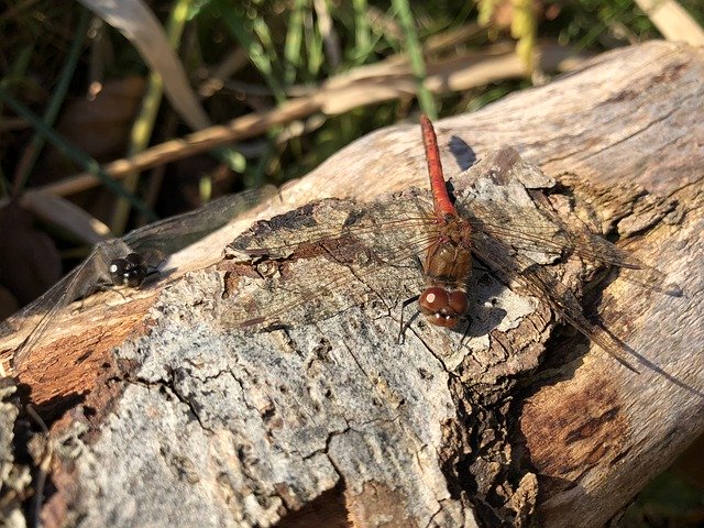 Free download Logs Dragonfly Autumn -  free photo or picture to be edited with GIMP online image editor