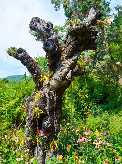 Bezpłatne pobieranie Bromeliads Log Tree - bezpłatne zdjęcie lub obraz do edycji za pomocą internetowego edytora obrazów GIMP