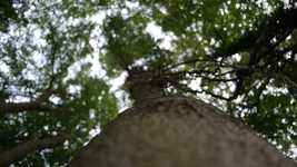 Free download Log Tree Green -  free video to be edited with OpenShot online video editor