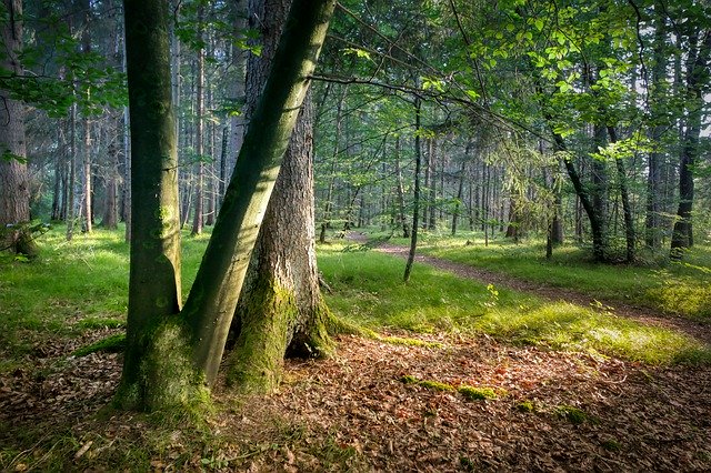 Gratis download Log Trees Forest - gratis foto of afbeelding om te bewerken met GIMP online afbeeldingseditor