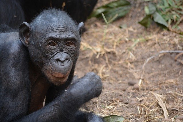 Free download lola ya bonobo free picture to be edited with GIMP free online image editor