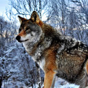 Lonely dog  screen for extension Chrome web store in OffiDocs Chromium