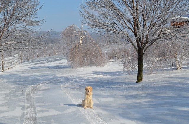 Free download Lonely Golden Retriever -  free photo or picture to be edited with GIMP online image editor