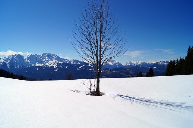 Free download Lonely Tree Loneliness free photo template to be edited with GIMP online image editor