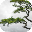 lonely tropical tree valley nelliyampathy hills kerala india  screen for extension Chrome web store in OffiDocs Chromium