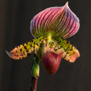 Lone Orchid II  screen for extension Chrome web store in OffiDocs Chromium