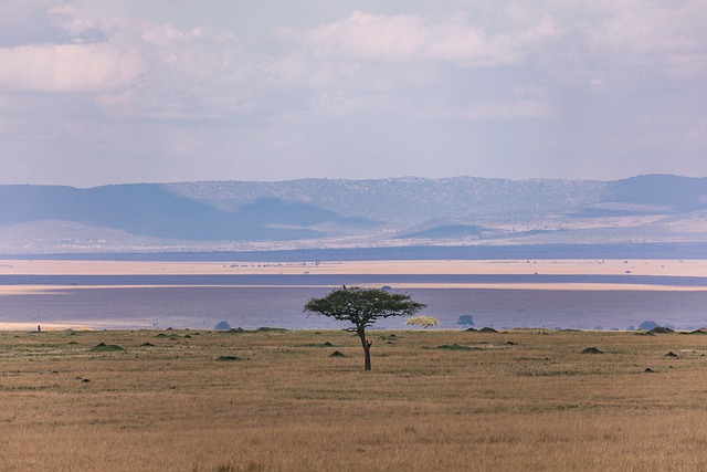 Free download lone tree animals safari savannah free picture to be edited with GIMP free online image editor