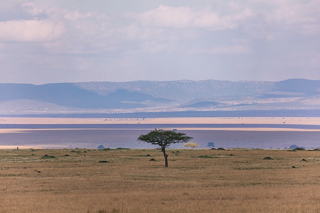 Free download lone tree animals safari savannah free picture to be edited with GIMP free online image editor