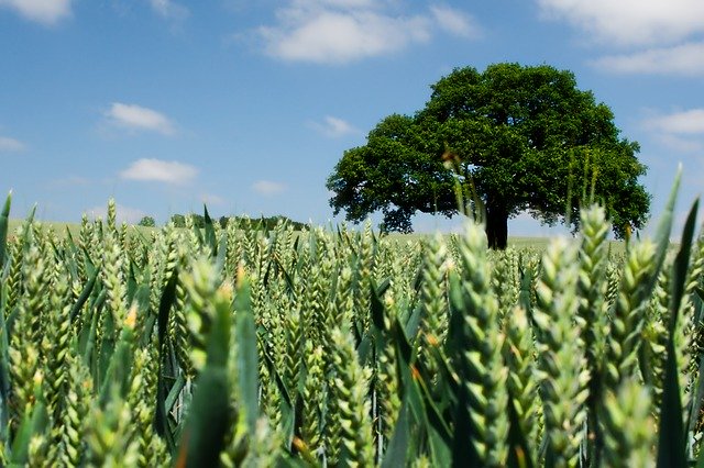 Unduh gratis Lone Tree Barley Blue Cloudy Sky - foto atau gambar gratis untuk diedit dengan editor gambar online GIMP