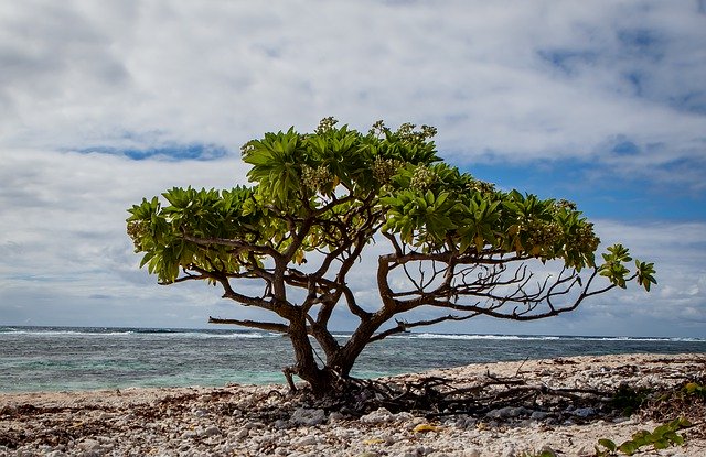 Free download Lone Tree On Beach Small -  free photo or picture to be edited with GIMP online image editor