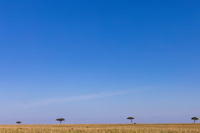 Baixe gratuitamente a imagem gratuita da vida selvagem da savana do safari da árvore solitária para ser editada com o editor de imagens on-line gratuito do GIMP