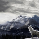 Lone Wolf in the Snow  screen for extension Chrome web store in OffiDocs Chromium