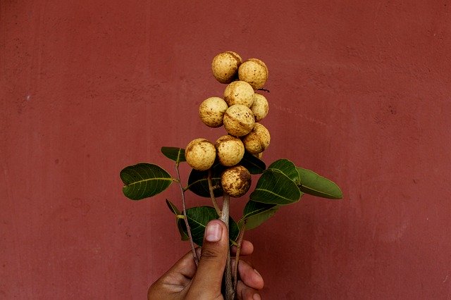 Free download Longan Litchi Asia -  free photo or picture to be edited with GIMP online image editor